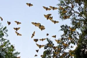 Council Commits to Flying-Fox Dispersal Activity in Home Hill