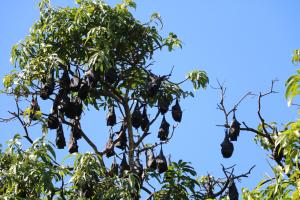 Council has secured funding to assist in the long-term management of flying-fox