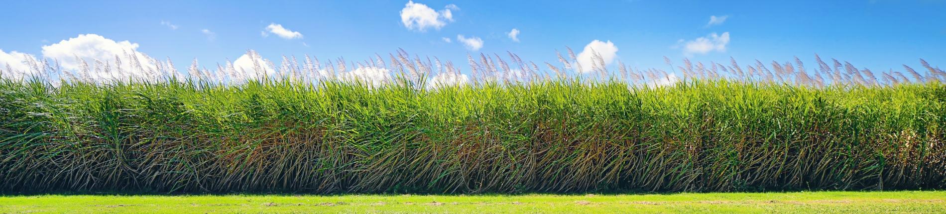 Sugar cane growing in the Burdekin region