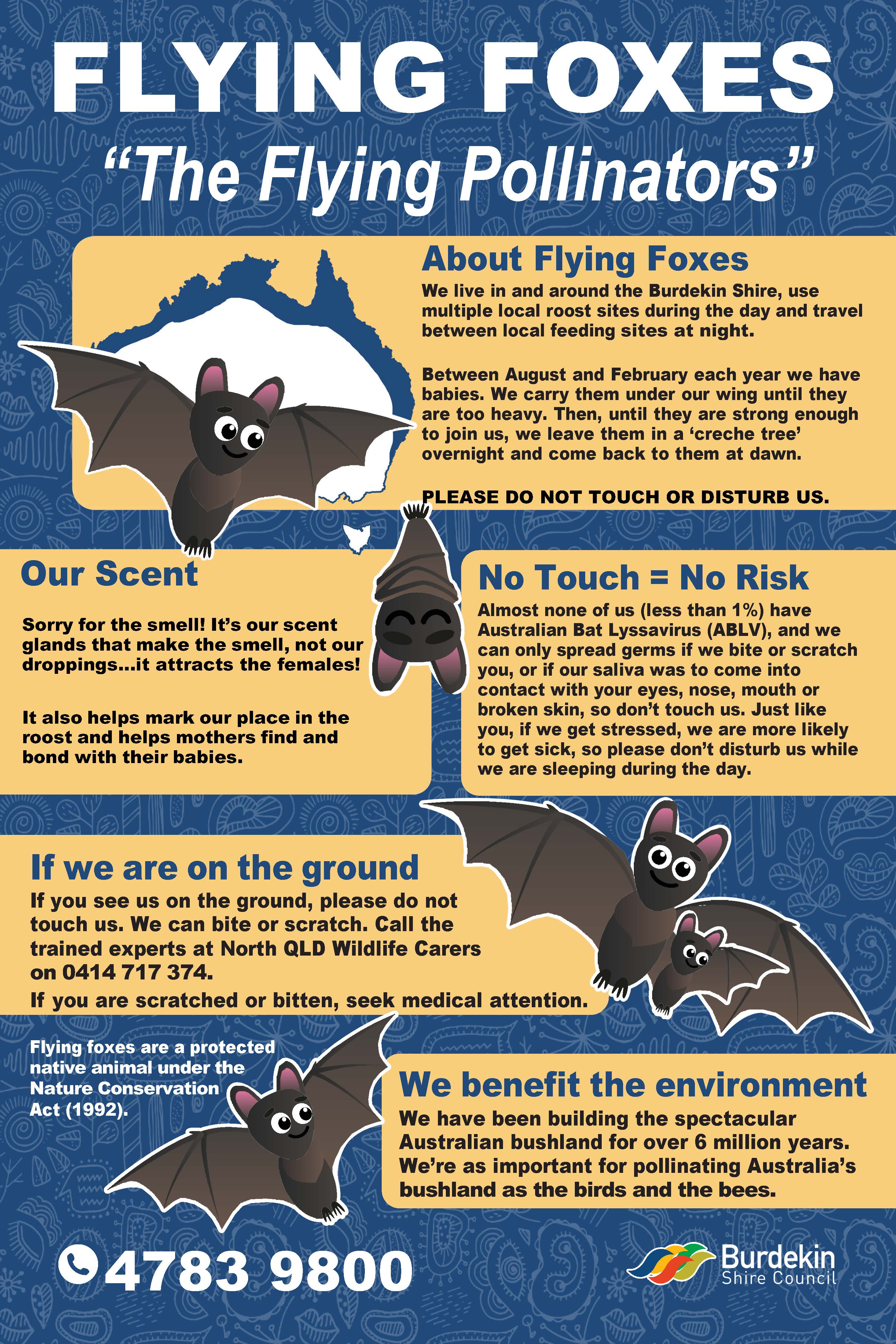 BSC_FLYING FOX FLYER - EDIT 05.11.2025.jpg