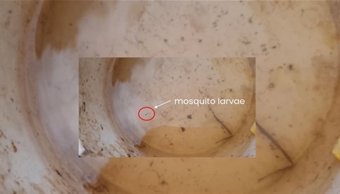 mosquito larva.jpg